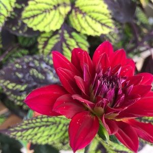 Meet your Posher, Kristine